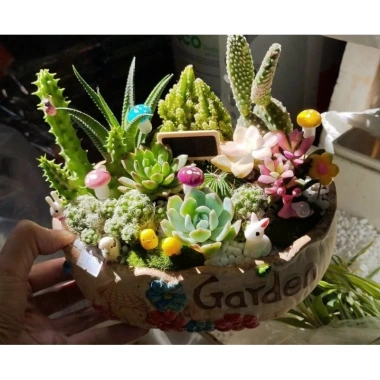 Chậu gốm mix sẵn sen đá xương rồng tiểu cảnh 18x14x7cm - Giá ưu đãi 199.000₫