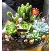 Chậu gốm mix sẵn sen đá xương rồng tiểu cảnh 18x14x7cm - Giá ưu đãi 199.000₫ 3