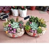 Chậu gốm mix sẵn sen đá xương rồng tiểu cảnh 18x14x7cm - Giá ưu đãi 199.000₫ 4