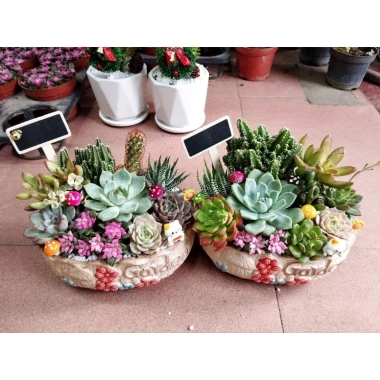 Chậu gốm mix sẵn sen đá xương rồng tiểu cảnh 18x14x7cm - Giá ưu đãi 199.000₫