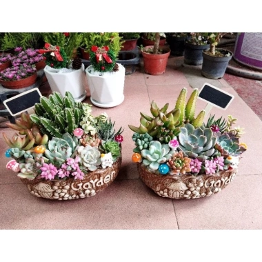 Chậu gốm mix sẵn sen đá xương rồng tiểu cảnh 18x14x7cm - Giá ưu đãi 199.000₫