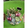 Chậu gốm mix sẵn sen đá xương rồng tiểu cảnh 18x14x7cm - Giá ưu đãi 199.000₫ 6