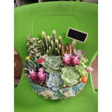 Chậu gốm mix sẵn sen đá xương rồng tiểu cảnh 18x14x7cm - Giá ưu đãi 199.000₫ 6 Chậu gốm mix sẵn sen đá xương rồng tiểu cảnh 18x14x7cm - Giá ưu đãi 199.000₫ 6