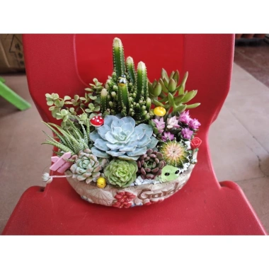 Chậu gốm mix sẵn sen đá xương rồng tiểu cảnh 18x14x7cm - Giá ưu đãi 199.000₫