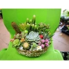 Chậu gốm mix sẵn sen đá xương rồng tiểu cảnh 18x14x7cm - Giá ưu đãi 199.000₫ 9