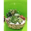 Chậu gốm mix sẵn sen đá xương rồng tiểu cảnh 18x14x7cm - Giá ưu đãi 199.000₫ 10
