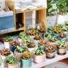 Chậu Gốm Ngôi Sao Pastel Mini 7cm - Trồng Sen Đá, Xương Rồng, Trang Trí Bàn Làm Việc Giá 28.000₫ 3
