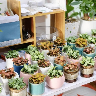 Chậu Gốm Ngôi Sao Pastel Mini 7cm - Trồng Sen Đá, Xương Rồng, Trang Trí Bàn Làm Việc Giá 28.000₫ 3