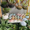 Chậu Gốm Ngôi Sao Pastel Mini 7cm - Trồng Sen Đá, Xương Rồng, Trang Trí Bàn Làm Việc Giá 28.000₫ 4