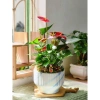 Chậu gốm sứ dáng ly kẻ sọc - Trồng cây cảnh, hoa lan, để bàn, ban công, phong cách hiện đại - Giá chỉ 92.000₫ 3