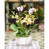 Chậu gốm sứ dáng ly kẻ sọc - Trồng cây cảnh, hoa lan, để bàn, ban công, phong cách hiện đại - Giá chỉ 92.000₫ 4