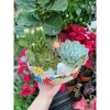 Chậu gốm tiểu cảnh xương rồng sen đá - Quà tặng trang trí xinh xắn, 199.000đ