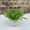 Chậu hoa cắm sẵn chiêm điểm hồng, hoa chuông xinh - Trang trí bàn, kệ, chỉ 69.000₫ 7
