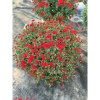 Chậu hoa cúc Hàn Quốc siêu tán rộng 40-50cm trang trí sân vườn, ban công, chỉ ship Hà Nội, giá ưu đãi 30.000