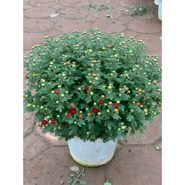 Chậu hoa cúc Hàn Quốc siêu tán rộng 40-50cm trang trí sân vườn, ban công, chỉ ship Hà Nội, giá ưu đãi 30.000 3