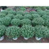 Chậu hoa cúc Hàn Quốc siêu tán rộng 40-50cm trang trí sân vườn, ban công, chỉ ship Hà Nội, giá ưu đãi 30.000 4