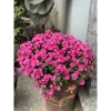 Chậu hoa cúc Hàn Quốc siêu tán rộng 40-50cm trang trí sân vườn, ban công, chỉ ship Hà Nội, giá ưu đãi 30.000 5