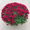 Chậu hoa cúc Hàn Quốc siêu tán rộng 40-50cm trang trí sân vườn, ban công, chỉ ship Hà Nội, giá ưu đãi 30.000 10