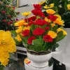 Chậu hoa đồng tiền Mik màu vàng đỏ – Trang trí mọi không gian, giảm còn 350.000₫