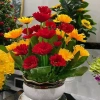 Chậu hoa đồng tiền Mik màu vàng đỏ – Trang trí mọi không gian, giảm còn 350.000₫ 2