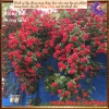 Chậu hoa hồng leo đỏ Valentine - Đẹp, dễ trồng, giá rẻ 100k giảm từ 126k