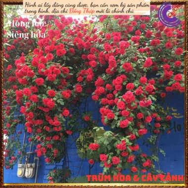 Chậu hoa hồng leo đỏ Valentine - Đẹp, dễ trồng, giá rẻ 100k giảm từ 126k
