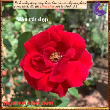 Chậu hoa hồng leo đỏ Valentine - Đẹp, dễ trồng, giá rẻ 100k giảm từ 126k