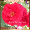 Chậu hoa hồng leo đỏ Valentine - Đẹp, dễ trồng, giá rẻ 100k giảm từ 126k 7