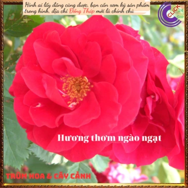 Chậu hoa hồng leo đỏ Valentine - Đẹp, dễ trồng, giá rẻ 100k giảm từ 126k