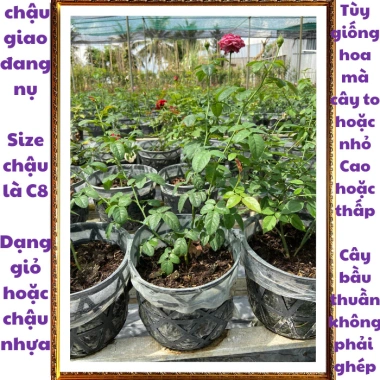 Chậu hoa hồng leo đỏ Valentine - Đẹp, dễ trồng, giá rẻ 100k giảm từ 126k