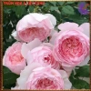 Chậu hoa hồng Nhật Misaki Rose - Hương thơm hoa quả, Giá 100.000₫ - Hoa đẹp nhất