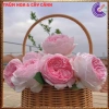 Chậu hoa hồng Nhật Misaki Rose - Hương thơm hoa quả, Giá 100.000₫ - Hoa đẹp nhất 2
