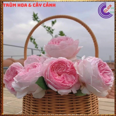 Chậu hoa hồng Nhật Misaki Rose - Hương thơm hoa quả, Giá 100.000₫ - Hoa đẹp nhất