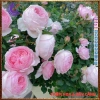 Chậu hoa hồng Nhật Misaki Rose - Hương thơm hoa quả, Giá 100.000₫ - Hoa đẹp nhất 3