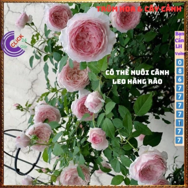 Chậu hoa hồng Nhật Misaki Rose - Hương thơm hoa quả, Giá 100.000₫ - Hoa đẹp nhất