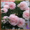 Chậu hoa hồng Nhật Misaki Rose - Hương thơm hoa quả, Giá 100.000₫ - Hoa đẹp nhất 5