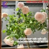 Chậu hoa hồng Nhật Misaki Rose - Hương thơm hoa quả, Giá 100.000₫ - Hoa đẹp nhất 6