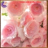Chậu hoa hồng Nhật Misaki Rose - Hương thơm hoa quả, Giá 100.000₫ - Hoa đẹp nhất 7