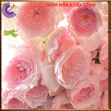 Chậu hoa hồng Nhật Misaki Rose - Hương thơm hoa quả, Giá 100.000₫ - Hoa đẹp nhất