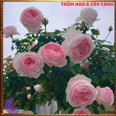 Chậu hoa hồng Nhật Misaki Rose - Hương thơm hoa quả, Giá 100.000₫ - Hoa đẹp nhất