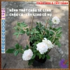 Chậu hoa hồng Nhật Misaki Rose - Hương thơm hoa quả, Giá 100.000₫ - Hoa đẹp nhất 9