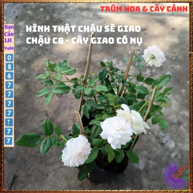 Chậu hoa hồng Nhật Misaki Rose - Hương thơm hoa quả, Giá 100.000₫ - Hoa đẹp nhất 9 Chậu hoa hồng Nhật Misaki Rose - Hương thơm hoa quả, Giá 100.000₫ - Hoa đẹp nhất 9