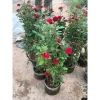 Chậu hoa hồng nhung đỏ Pháp to - Cây mập đẹp, chỉ 190.000 VND (giá gốc 233.700)