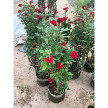 Chậu hoa hồng nhung đỏ Pháp to - Cây mập đẹp, chỉ 190.000 VND (giá gốc 233.700)