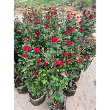 Chậu hoa hồng nhung đỏ Pháp to - Cây mập đẹp, chỉ 190.000 VND (giá gốc 233.700)
