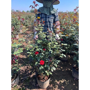 Chậu hoa hồng nhung đỏ Pháp to - Cây mập đẹp, chỉ 190.000 VND (giá gốc 233.700)