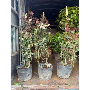 Chậu hoa hồng nhung đỏ Pháp to - Cây mập đẹp, chỉ 190.000 VND (giá gốc 233.700)