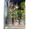 Chậu hoa hồng nhung đỏ Pháp to - Cây mập đẹp, chỉ 190.000 VND (giá gốc 233.700) 5