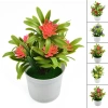 Chậu hoa Mini EHES Trang trí văn phòng và sân vườn ngoài trời, giá ưu đãi 31.208₫
