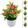 Chậu hoa Mini EHES Trang trí văn phòng và sân vườn ngoài trời, giá ưu đãi 31.208₫ 9